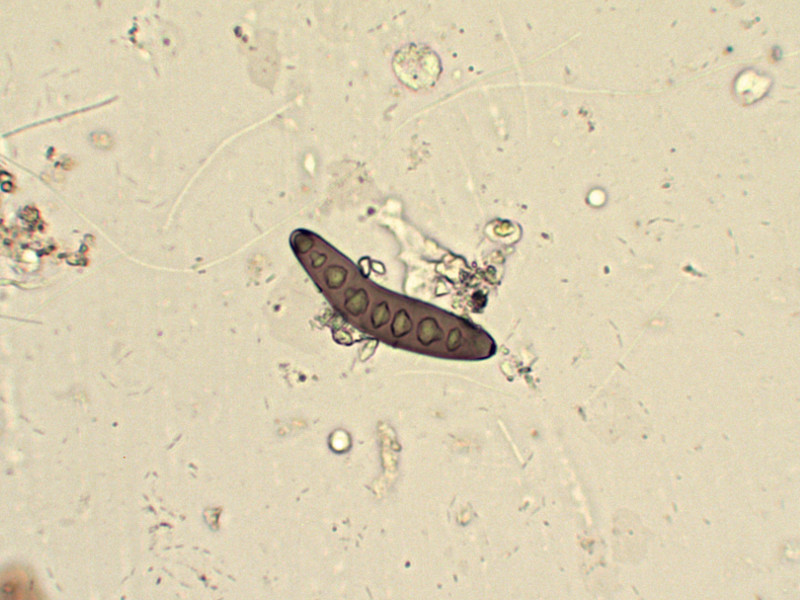 Prima alga osservata